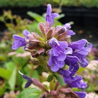 Dracocephalum rupestre